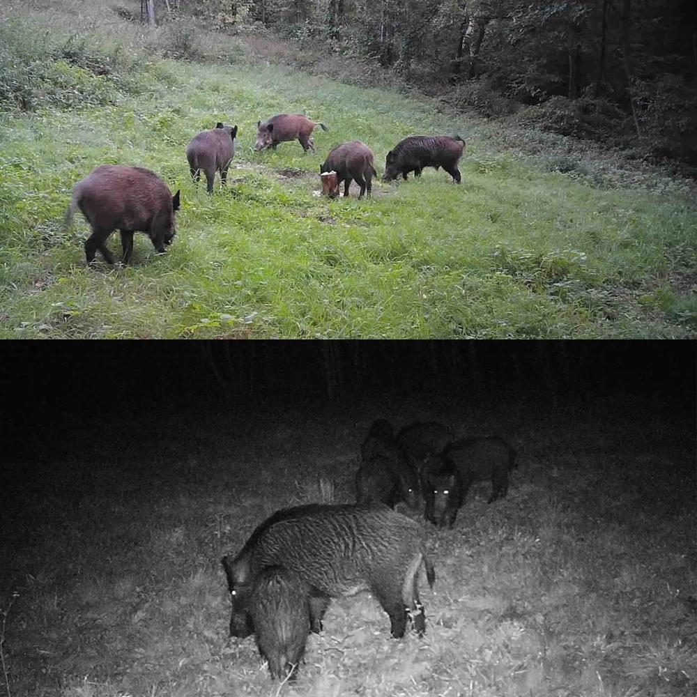 24mp 2.7k Outdoor Track Camera for Infrastructure Monitoring and Hound Tracking