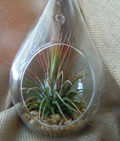 4 Pack of Hanging Clear Glass Tealight Candle Holder Tear Drop Pear Hour Glass Shape - 20cm High Terrarium Plant Mini Garden Holder Decoration Craft Gift - Factory Direct Shop