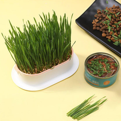 Catnip Hydroponic Box with Cat Snacks Growing Kit for Cats Fresh Catnip Bowl - Blue