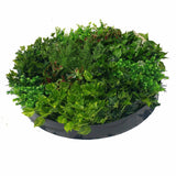 Artificial Plant Green Wall Disk Art 100cm - Mixed Ivy And Fern