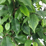 Artificial Plant Potted Ficus Tree 160cm