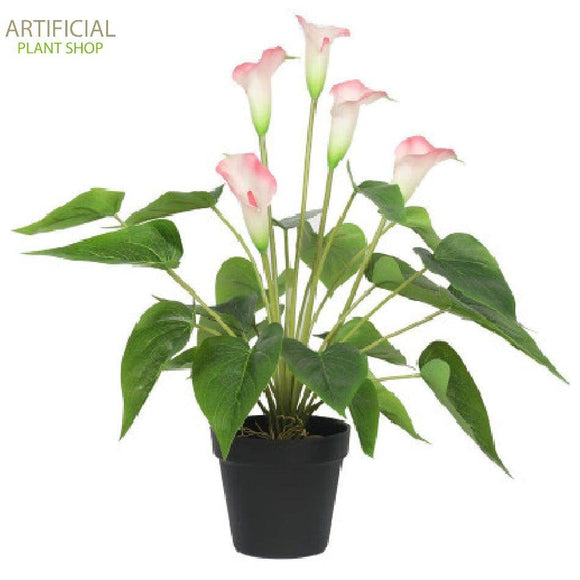 Artificial Plant Flowering White & Pink Peace Lily / Calla Lily Plant 50cm