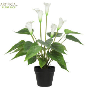Artificial Plant Flowering White Peace Lily / Calla Lily Plant 50cm