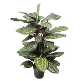 Artificial Plant Wide Leaf Cordyline Plant 90cm