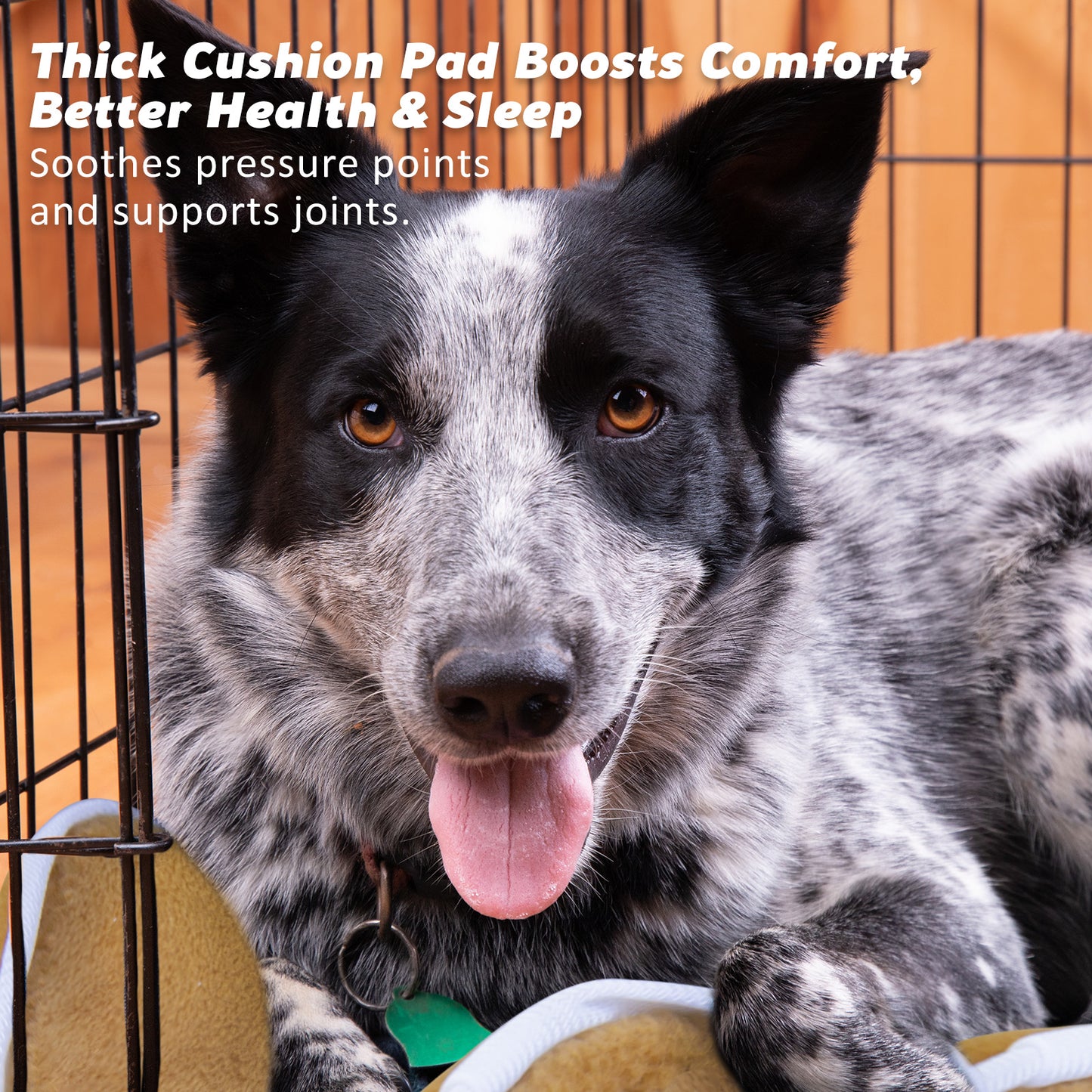 Wire Dog Cage Crate 48in with Tray + Cushion Mat + Blue Cover Combo