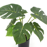 Artificial Plant Split Philodendron Plant With Real Touch Leaves 35cm