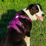 Whinhyepet Dog Harness Purple XL