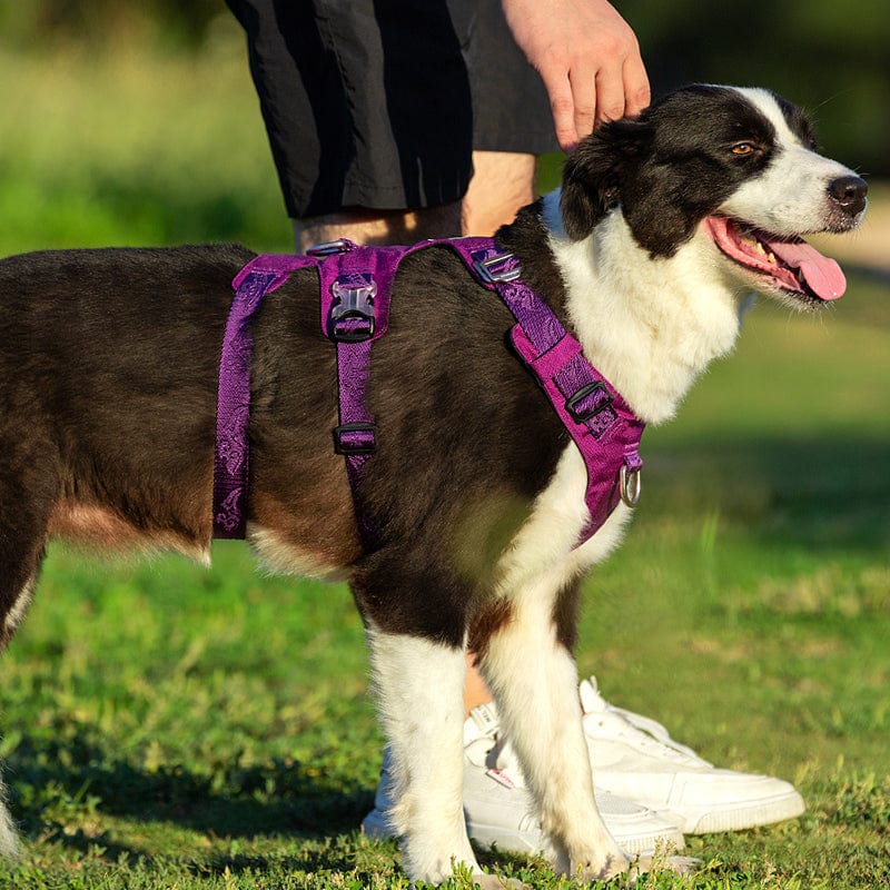 Whinhyepet Dog Harness Purple L