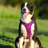 Whinhyepet Dog Harness Purple S