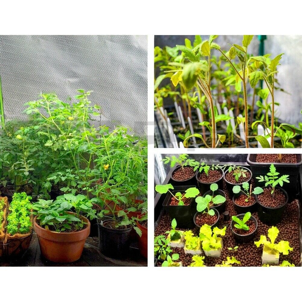 Hydroponics Grow Tent 